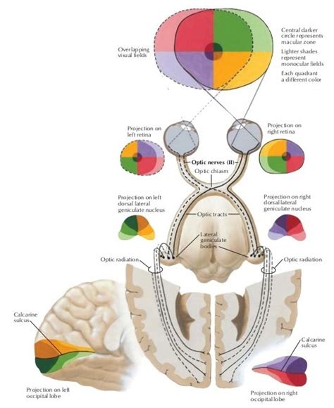 11 questions with answers in BINOCULAR VISION | Science topic