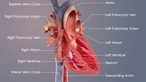 The Heart Human Heart Anatomy Heart Anatomy Medical Anatomy | Images and Photos finder