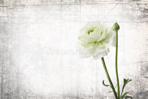 Memory flower stock image. Image of creative, album, love - 64667343