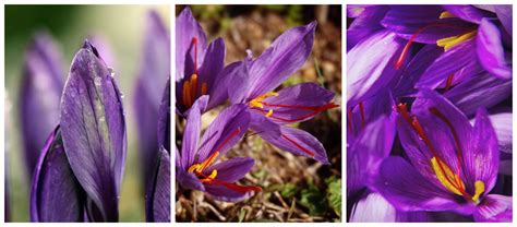 Saffron harvesting - Luxeat