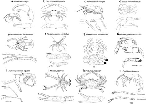 Functional morphology of upper bathyal vent and non-vent crustacean ...