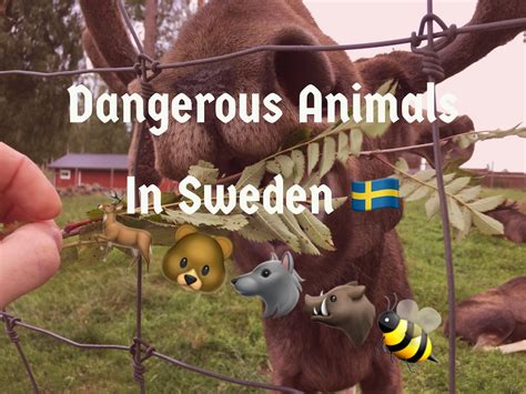 Most Dangerous Animals in Sweden - And How to Avoid Them - Hej Sweden