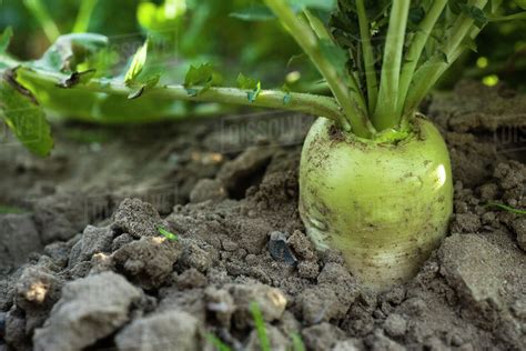 White radish growing in vegetable garden - Stock Photo - Dissolve