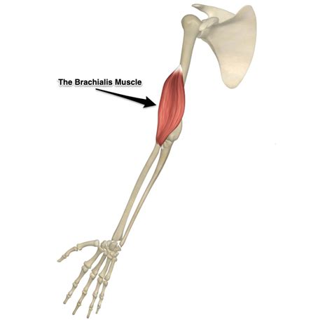 The Brachialis Muscle - Yoganatomy