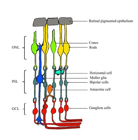 Layers Of The Retina