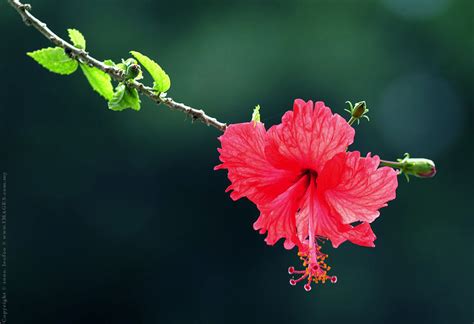 nature@malaysia - Hibisbus Showcase