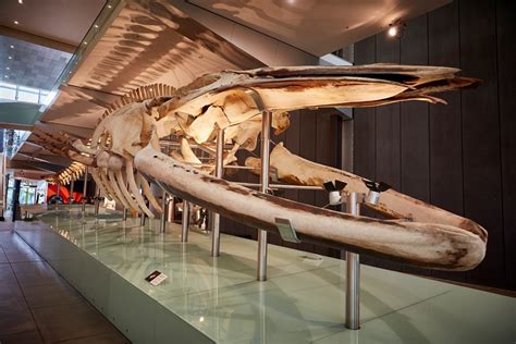 Why are there so many whale skeletons in museums? - Museums Victoria