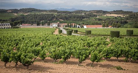 The white wines of Penedès · Hudin.com