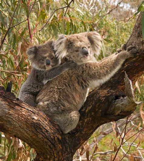 File:Koala and joey.jpg - Wikipedia