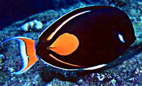 Achilles Tang Care - Size, Life Span, Tank Mates, Breeding