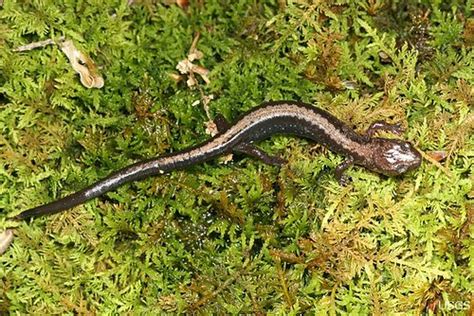 Shenandoah Salamander and Climate | The Shenandoah salamande… | Flickr