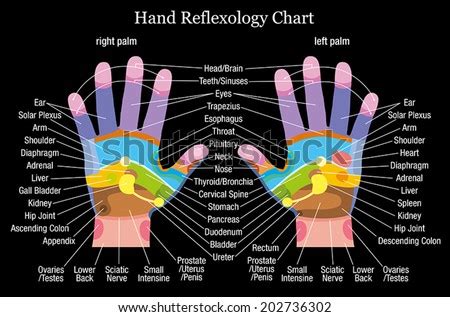 Hand Reflexology Chart With Accurate Description Of The Corresponding Internal Organs And Body ...