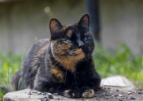 Tortoiseshell Cat: Facts, History & More (With Pictures) | Animal-World