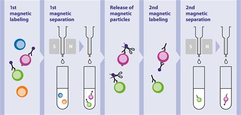 Cell separation strategies using MACS® Technology | Miltenyi Biotec ...