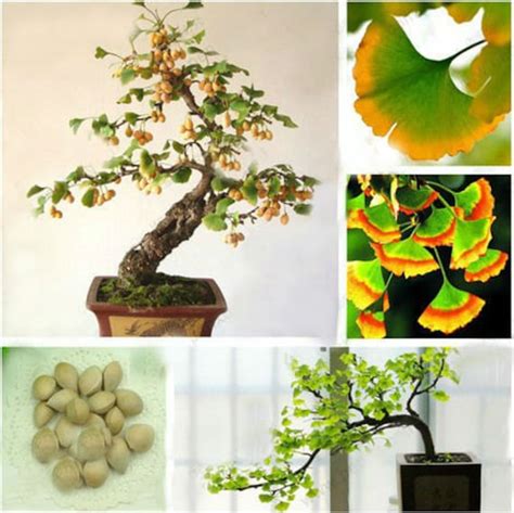 Ginkgo Seeds Landscape Bomnsai Ginkgo Tree Seeds 6 by Greenworld1