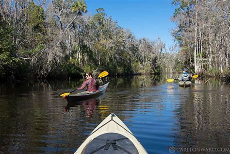 Week 3: Traversing Florida's Nature Coast | Florida Wildlife Corridor ...