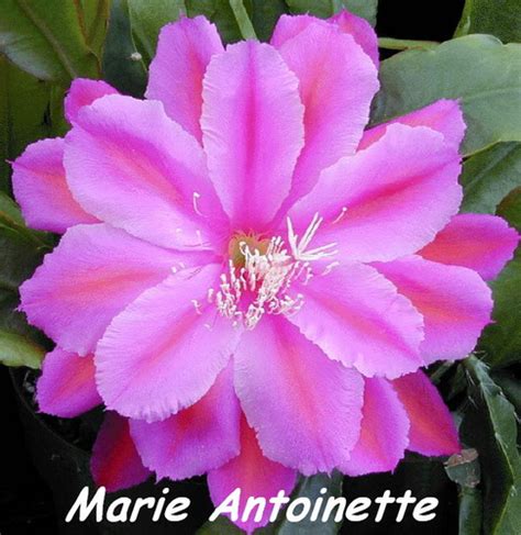 Marie Antoinette – SDES