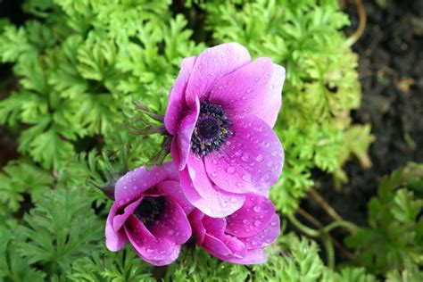 Anemone coronaria: planting, care & more - Plantura