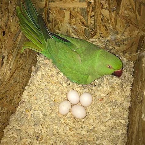 Lovebird parrot eggs – Affable Birds And Fertile Eggs