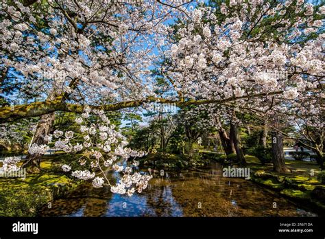 Cherry blossoms in Kenrokuen Garden Stock Photo - Alamy