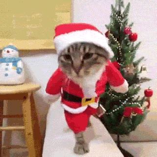 cats christmas animals xmas santa costume lol gifs gif - Find and share ...