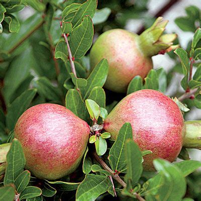 Pomegranate, Dwarf | Ornamental plants, Pomegranate, Edible landscaping