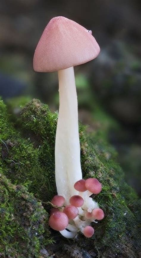 46 #Magical Wild Mushrooms You Won't Believe Are Real ... Pink Mushroom ...