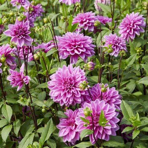 Dazzing Dahlias In Every Color | American Meadows