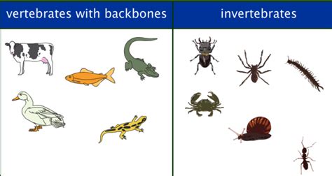 25 Important Difference between Invertebrates and Vertebrates with Examples - Core Differences