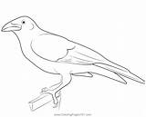 Flying Crow Coloring Page sketch template