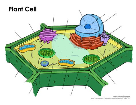 blank-plant-cell-diagram - Tim's Printables