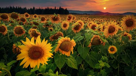 Sunflower 4k Wallpapers - Wallpaper Cave