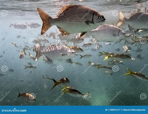 Marine Life in Atlantic Ocean on Cuban Coast Editorial Photography ...