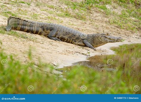 Yacare Caiman (Caiman Yacare) Stock Image - Image of alligator, daytime: 5488773