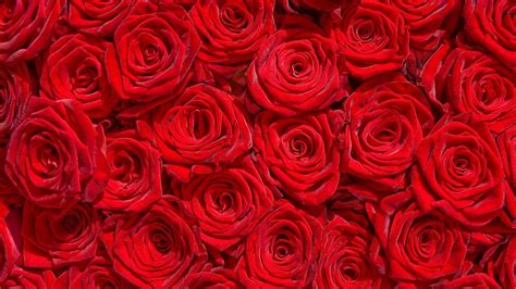 Red Roses Art Wallpapers - Top Free Red Roses Art Backgrounds - WallpaperAccess