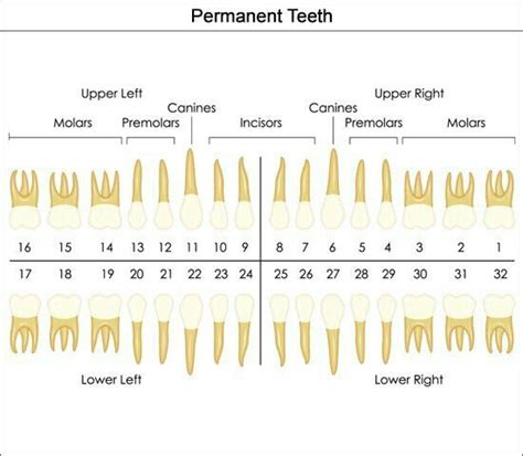 Pin by Sarah Denae on Dental Assistant Stuff | Tooth chart, Dental ...