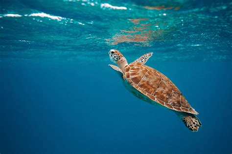 Sea turtle swimming in the ocean - Revive & Restore