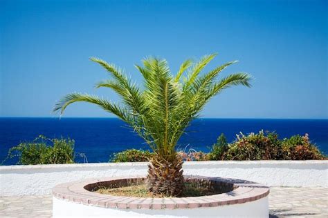 small-palm-tree-1428155019ByZ | Small palm trees, Plants, Small palms