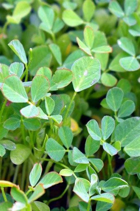 Buy Fenugreek Seeds Online | Plantshop.me UAE