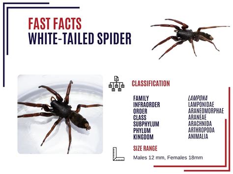 White-Tailed Spider | Common Australian Spiders