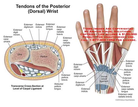 AMICUS Illustration of amicus,anatomy,wrist,posterior,dorsal,tendons ...