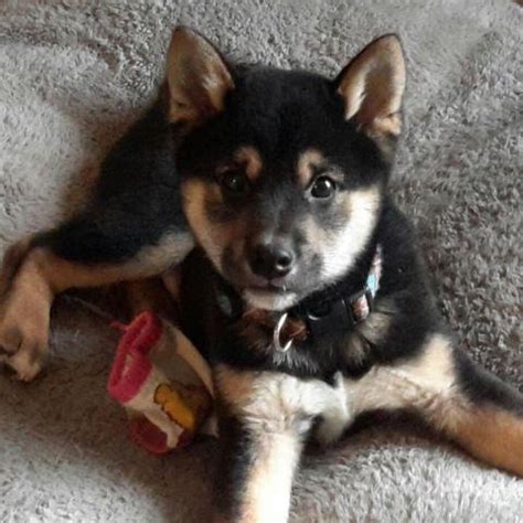 Shiba Inu puppies - Black & Tan for Sale in Pierpont, Ohio Classified ...