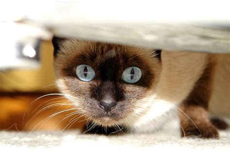 Ultimate Profile on Siamese Cat Personality Traits | Discerning Cat