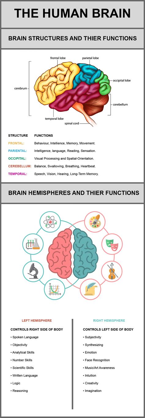 21+ The Brain Parts And Functions Chart Gif | ladif-m-simpson