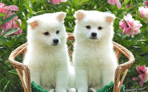 Cute Puppies Wallpapers HD - Wallpaper Cave