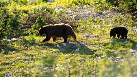 Polar Bear Tours at Churchill, Manitoba - Shavi Tech