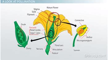 Types Of Pollination In Plants