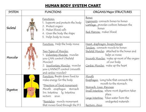 Human Body System Chart Organs Diagram and Their Functions | Human body systems, Body systems ...