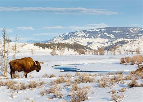 Winter in Yellowstone National Park | Audley Travel UK