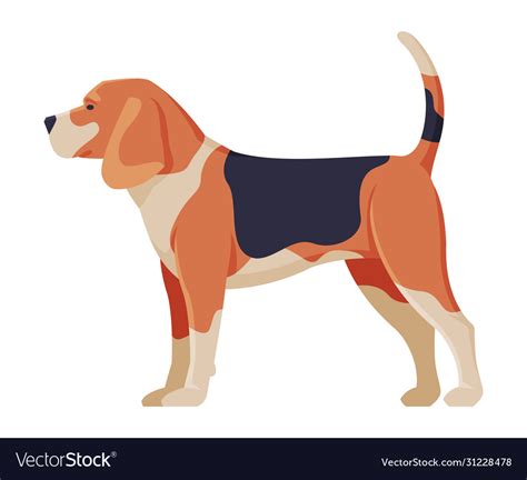 Beagle purebred dog pet animal side view Vector Image